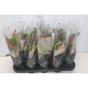 AGLAONEMA VARIADA P12 PREMIUM