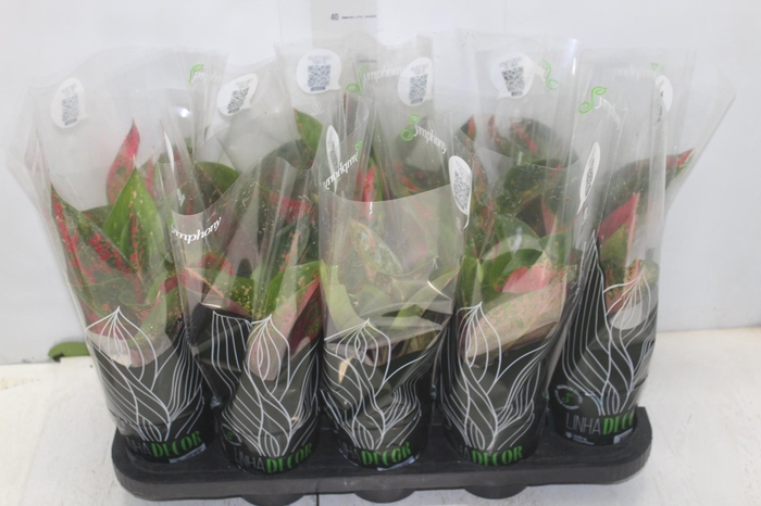<h4>AGLAONEMA VARIADA P12 PREMIUM</h4>