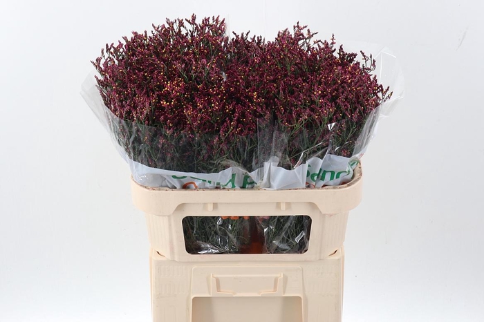 <h4>Lim Sin Scarlet Dia</h4>