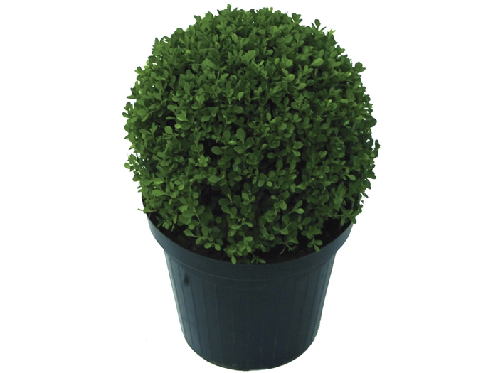 <h4>BUXINHO P20</h4>