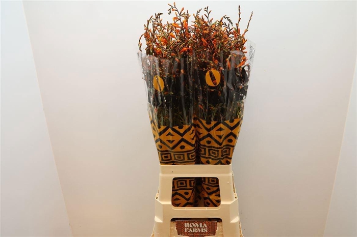 <h4>CROCOS LUCIFER</h4>