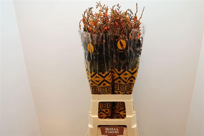 <h4>CROCOS LUCIFER</h4>