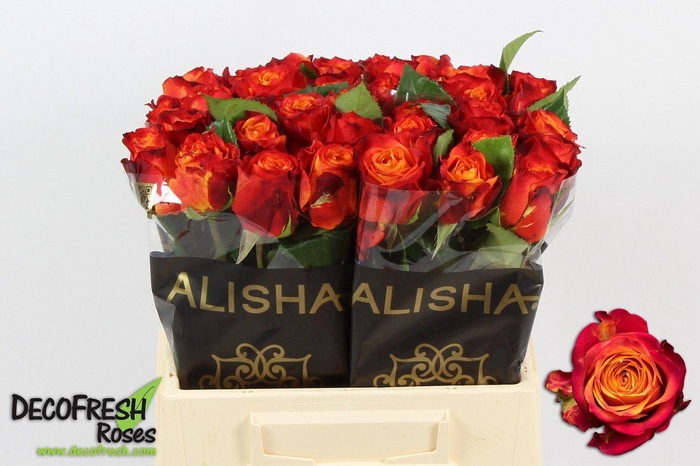 <h4>Rs gr Atomic</h4>