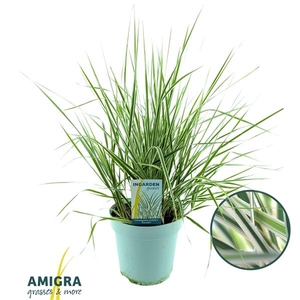 Calamagrostis accutiflora 'Overdam'