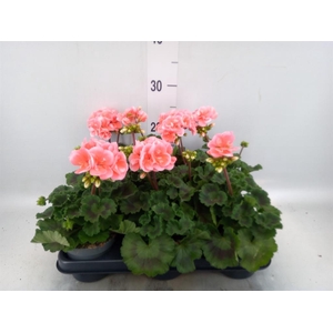 Pelargonium zona.   ...F1