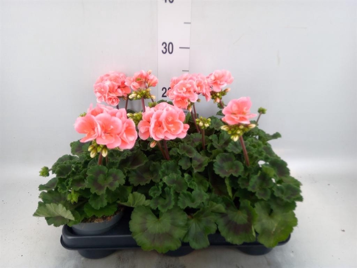 <h4>Pelargonium zona.   ...F1</h4>
