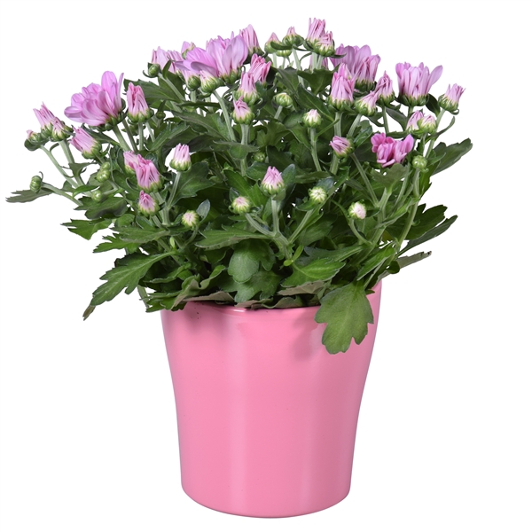 <h4>Chrysanthemum in Roze "Bombé" keramiek</h4>