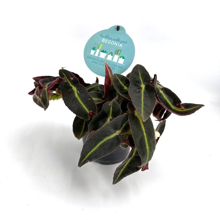 <h4>BEGONIA REX-HYBRID P12 LISTADA</h4>