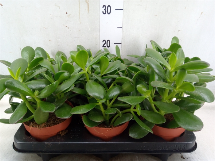 <h4>Crassula ovata</h4>