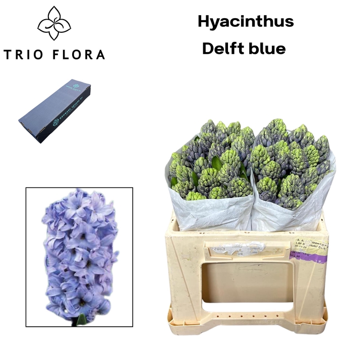 <h4>HYAC DELFT BLUE Box M 50</h4>