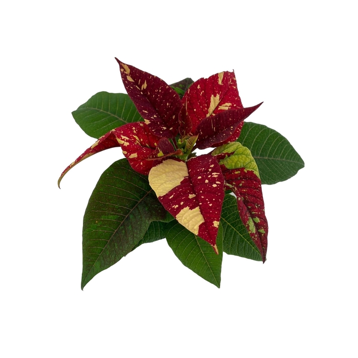 <h4>Euphorbia Suberba New Glitter</h4>