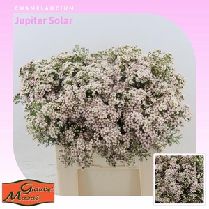 Chamelaucium Jupiter Solar