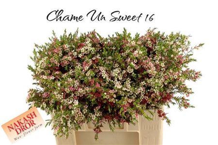 <h4>Chame Un My Sweet 16</h4>