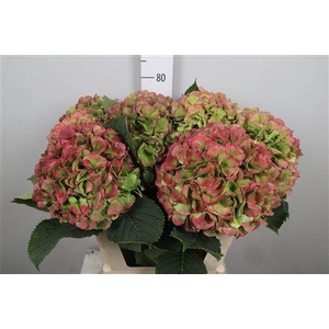 Hydr Cl White Verena