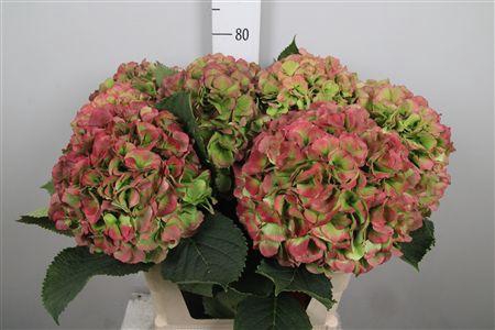 Hydr Cl White Verena