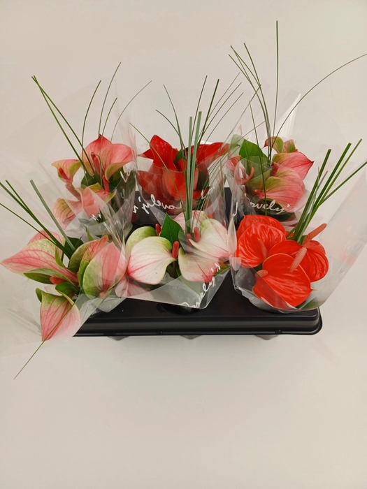<h4>ANTH A LOVECOLLECTIE</h4>
