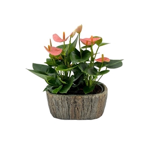 Anthurium Spirit steen ovaal