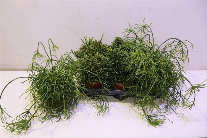 <h4>arr8 Rhipsalis Gem</h4>