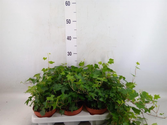 <h4>Hedera helix 'Pittsburgh'</h4>