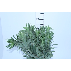FOLHAGEM DRACENA PLEOMELE CINZA