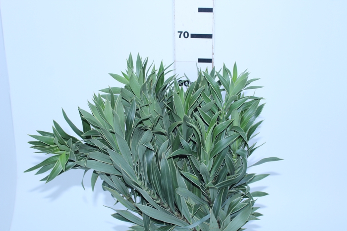 FOLHAGEM DRACENA PLEOMELE CINZA