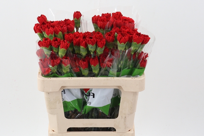 <h4>Di St Red Soho 50cm</h4>