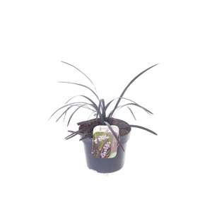 Ophiopogon planiscapus Niger