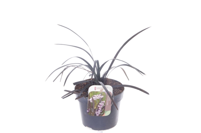 <h4>Ophiopogon planiscapus Niger</h4>
