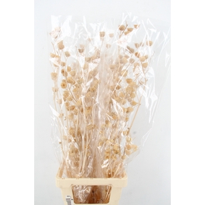 DF Lavatera Bs Bleached 120g