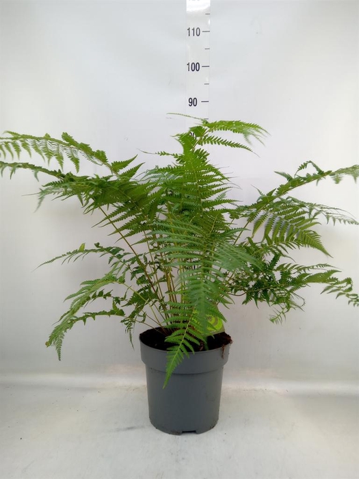 <h4>Dicksonia antarctica</h4>