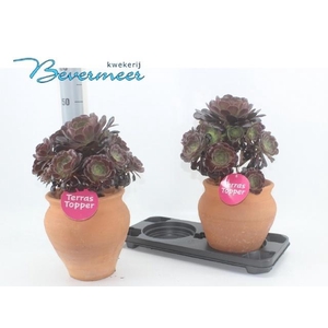 AEONIUM AB VELOURS