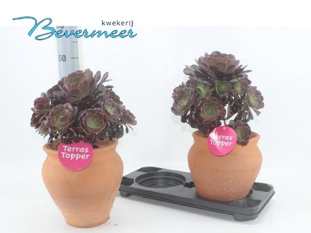 <h4>AEONIUM AB VELOURS</h4>