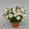 Argyranthemum  'Percus Giga White'