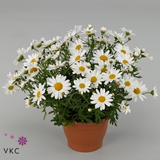 Argyranthemum  'Percus Giga White'