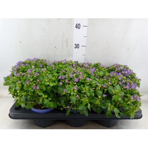 Exacum affine 'Blue Star'