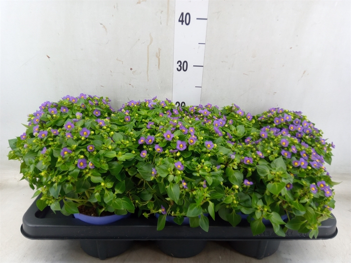 <h4>Exacum affine 'Blue Star'</h4>