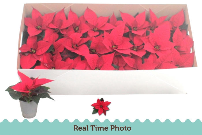 <h4>EUPHOR P CHR F RED</h4>