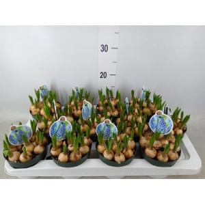 Muscari  'Big Smile'