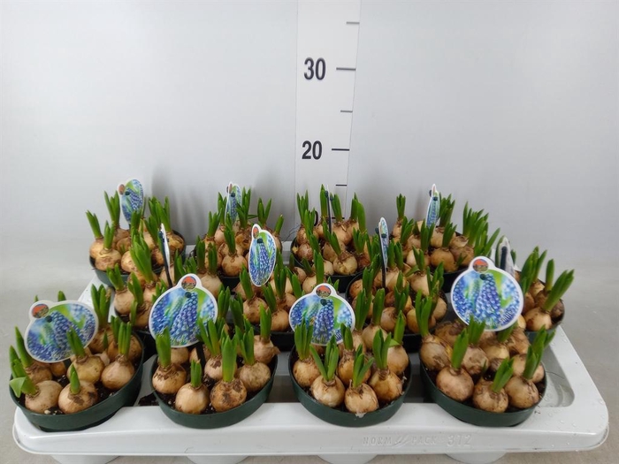 <h4>Muscari  'Big Smile'</h4>