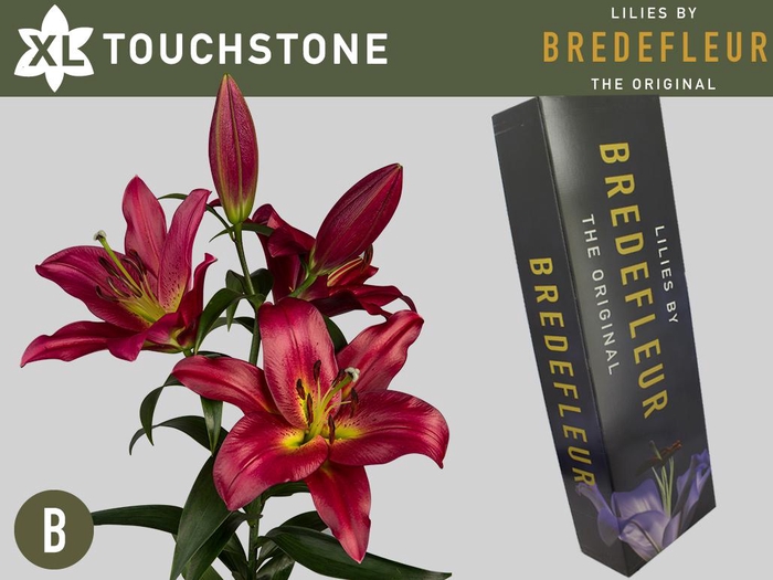 <h4>LI OT TOUCHSTONE QUALITY BOX</h4>