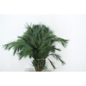 PINUS STROBUS PER STEM 80CM