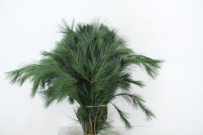 <h4>PINUS STROBUS PER STEM 80CM</h4>