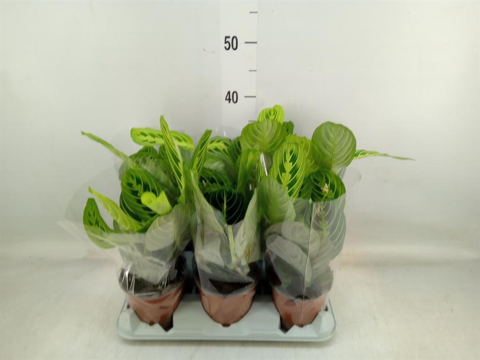 <h4>Maranta leuc.   ...</h4>