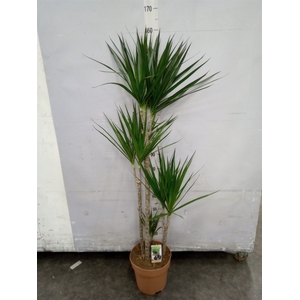 Dracaena marg.