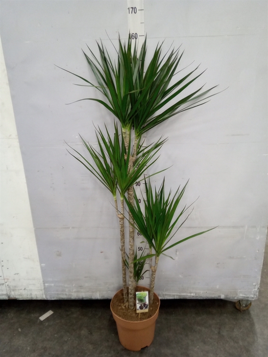 <h4>Dracaena marg.</h4>