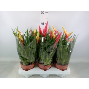Vriesea  MF   ...mix 3