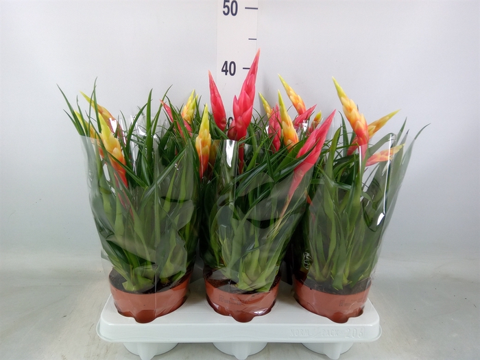 <h4>Vriesea  MF   ...mix 3</h4>