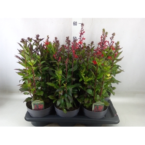 Lobelia speciosa 'Fan Scarlet'