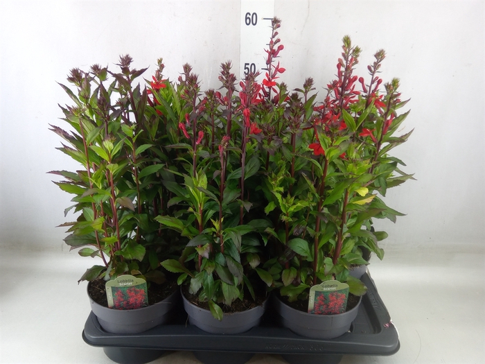 <h4>Lobelia speciosa 'Fan Scarlet'</h4>