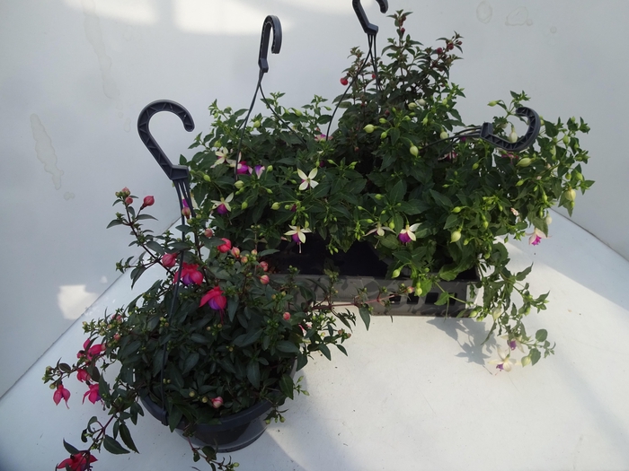 <h4>FUCHSIA GEM</h4>